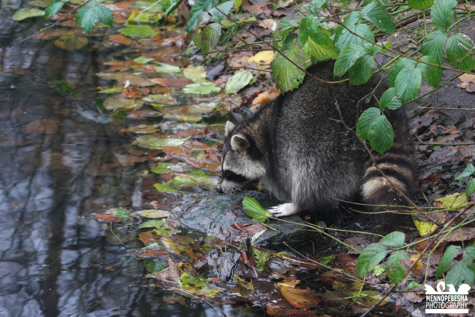 Raccoon (Procyon lotor)