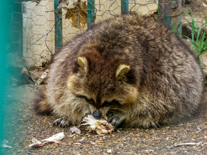 Raccoon / Procyon lotor