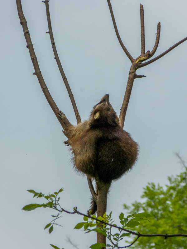 raccoon (Procyon lotor)