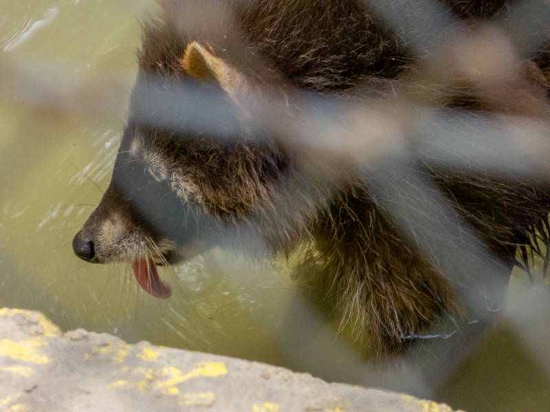 Raccoon (Procyon lotor)