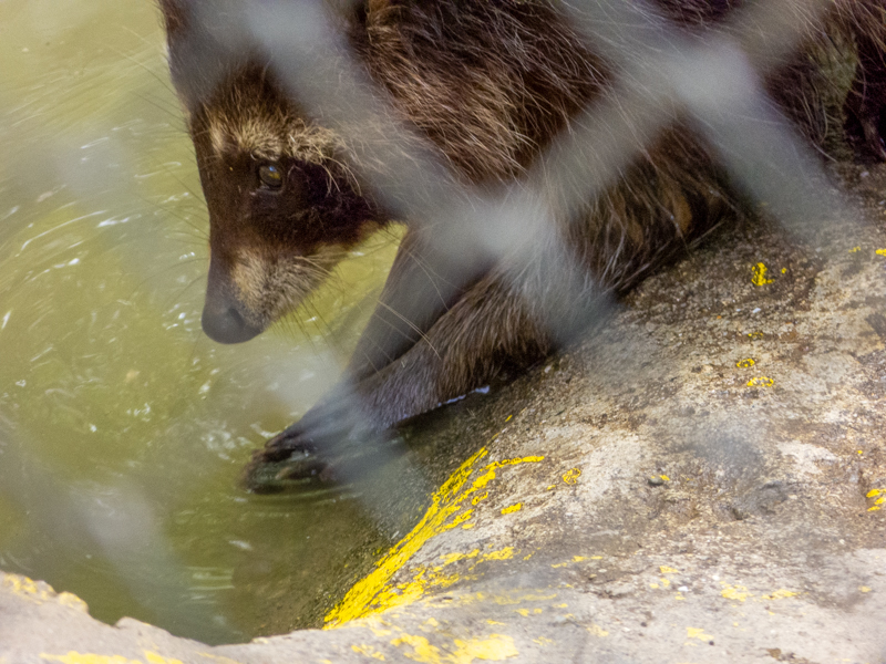 Raccoon (Procyon lotor)
