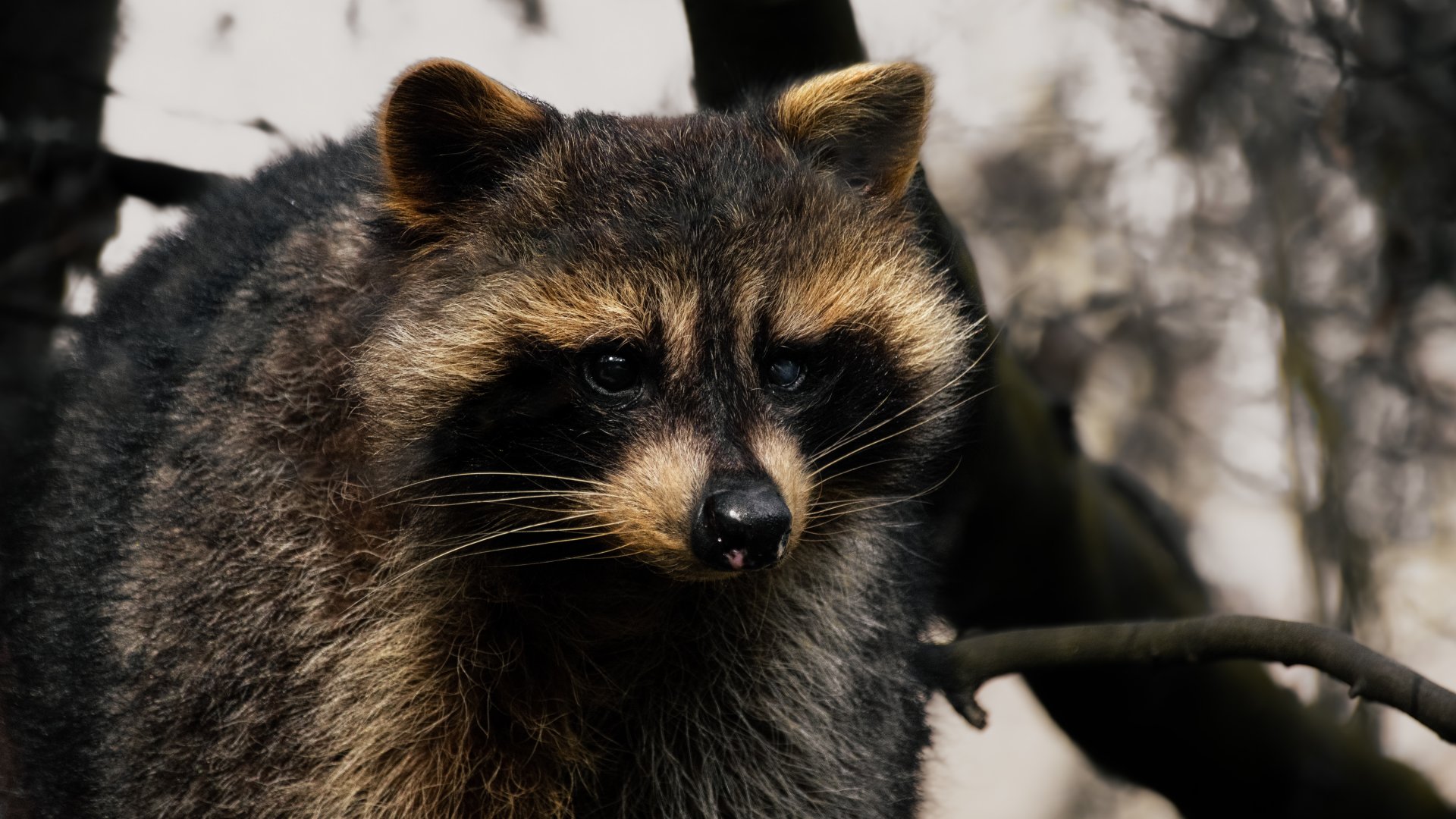 Raccoon (Procyon lotor)