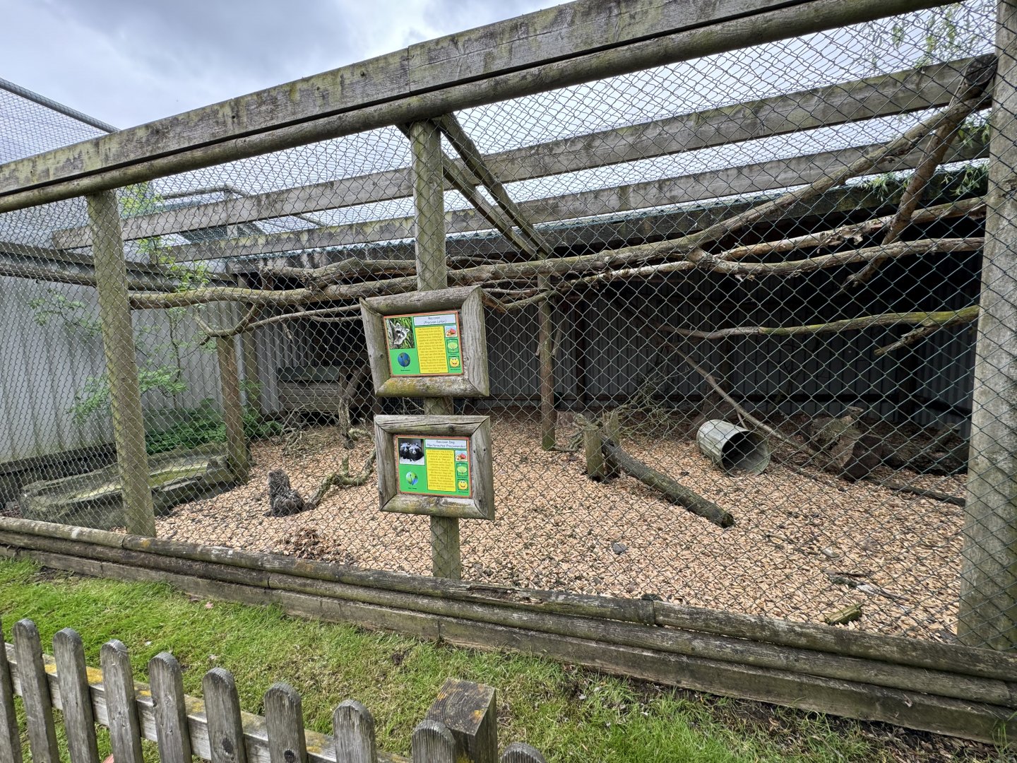 Raccoon / Raccoon Dog Enclosure at Woodside Wildlife Park (May 2024)