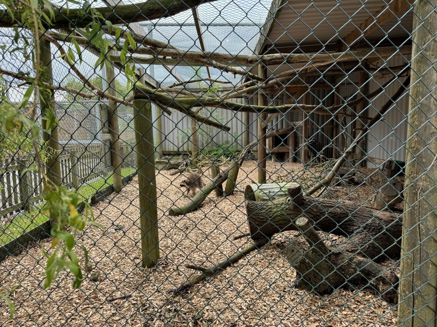 Raccoon / Raccoon Dog Enclosure at Woodside Wildlife Park (May 2024)