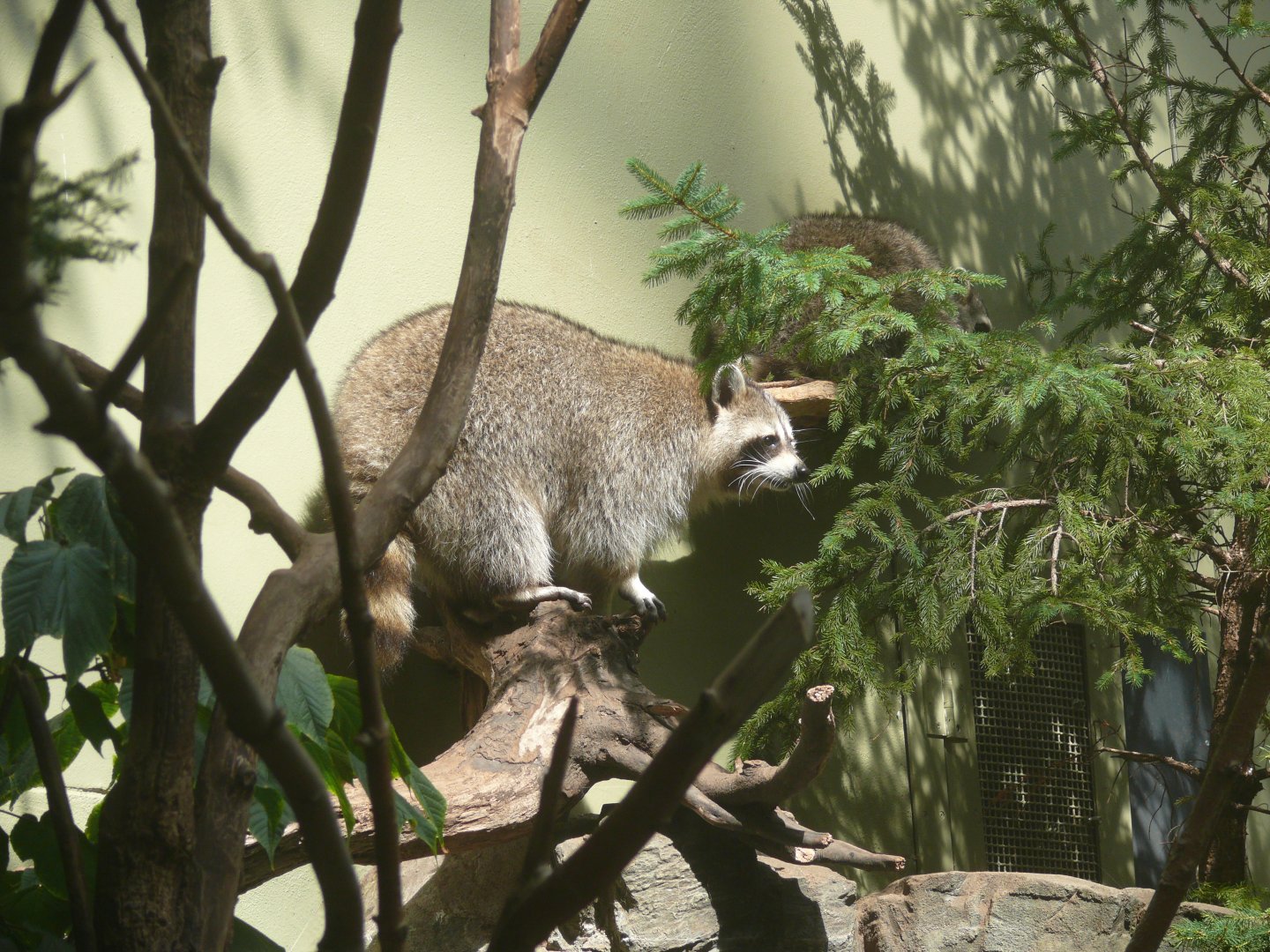 Raccoon - reopening 31-08-2020