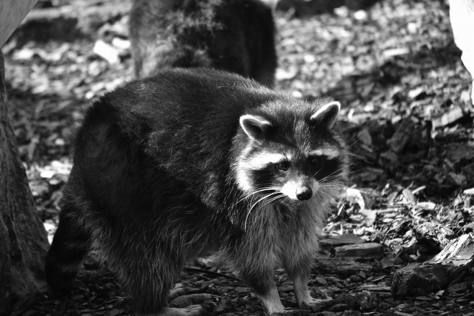 Raccoon - September 2020