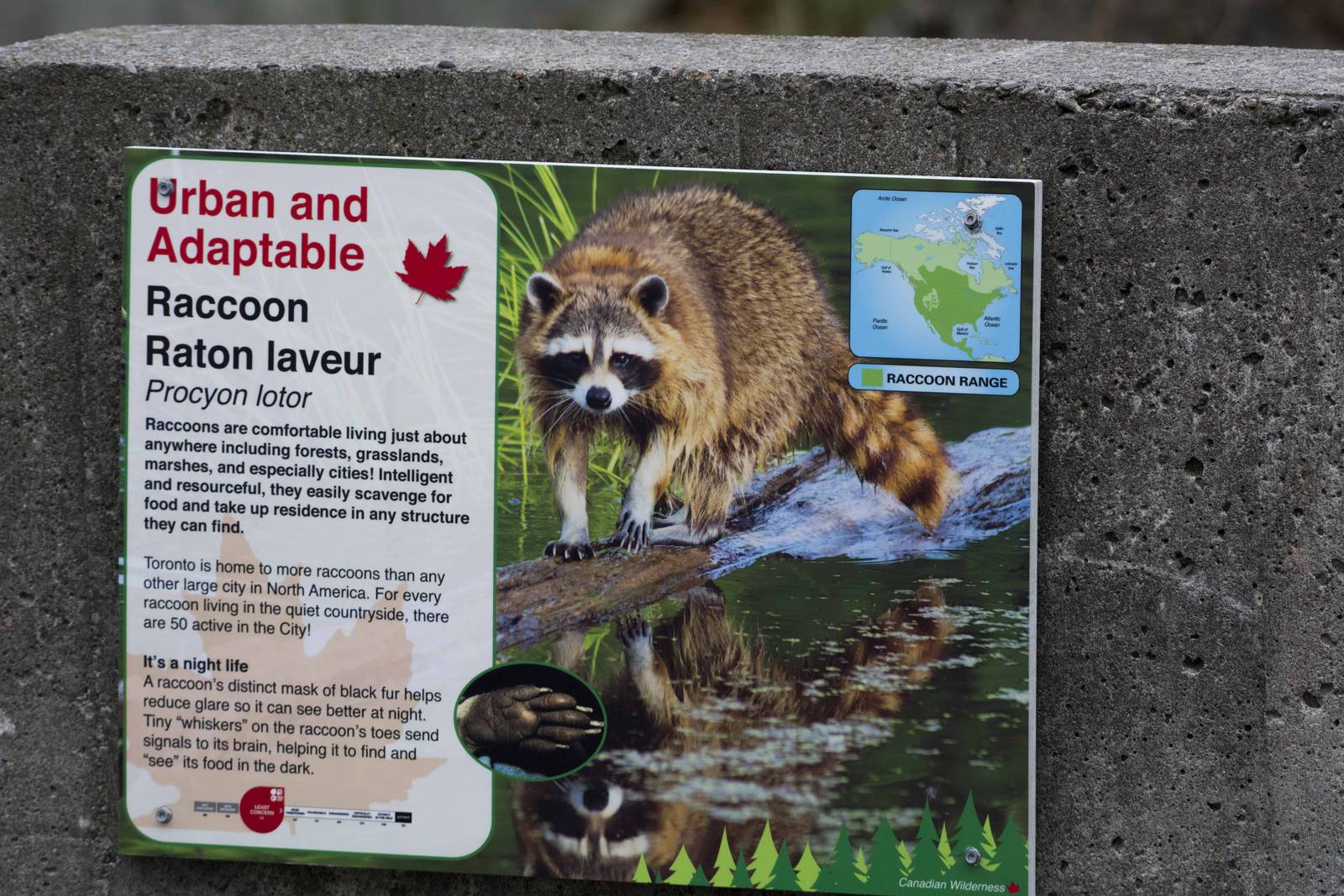 Raccoon Signage