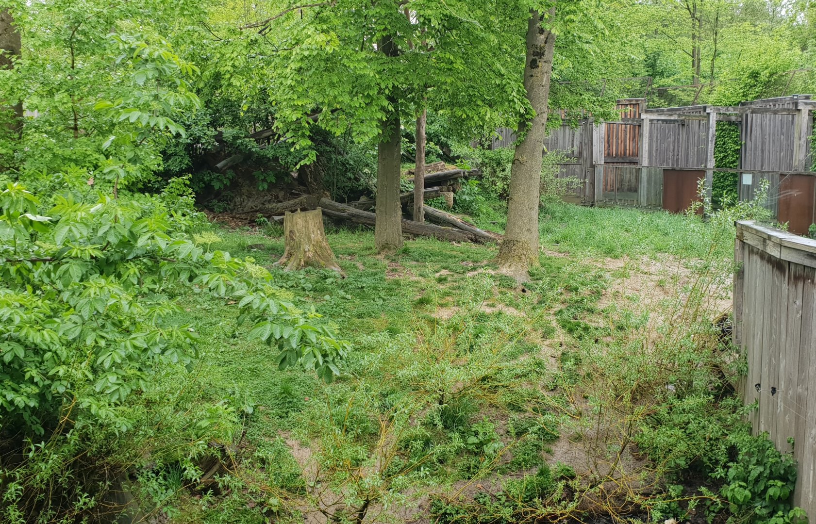 Raccoon - Skunk enclosure