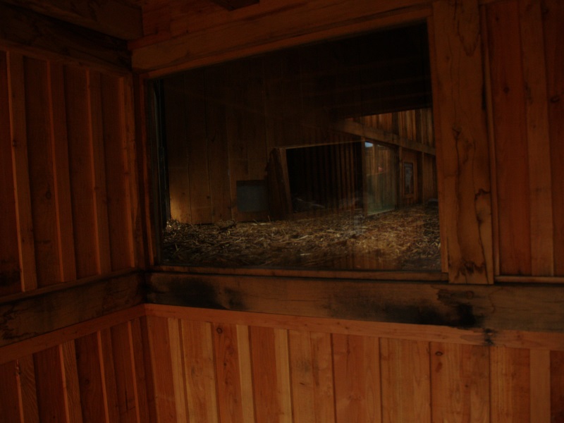 Raccoon/Skunk indoor viewing window (May 2nd, 2015)