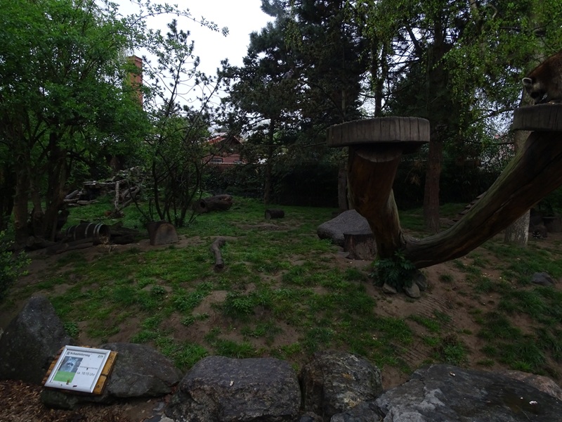 Raccoon / striped skunk enclosure