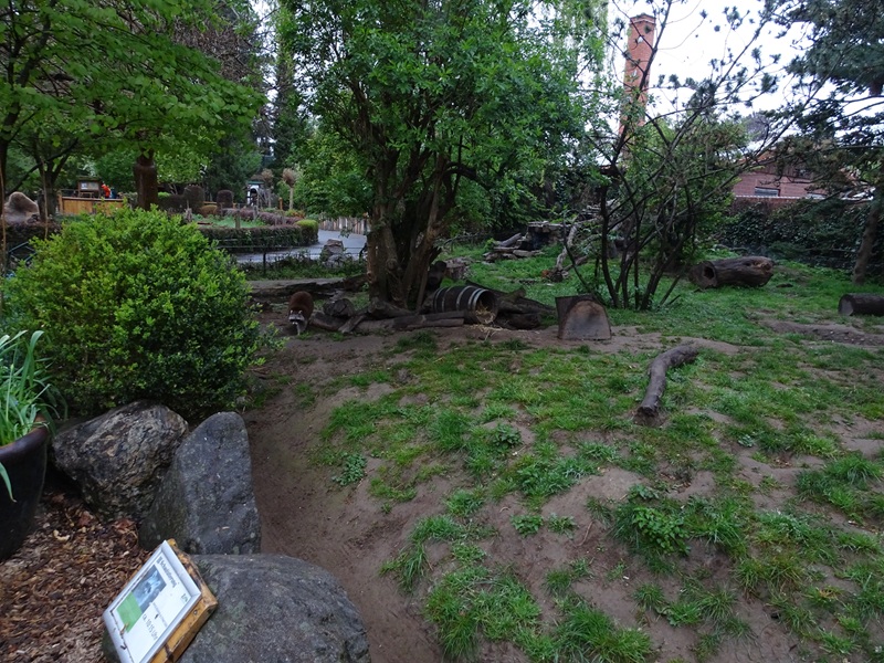 Raccoon / striped skunk enclosure