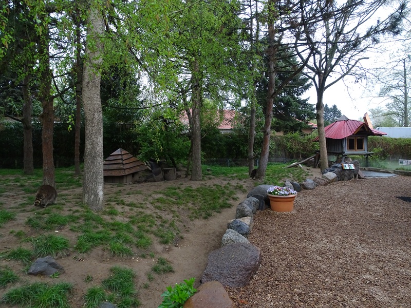 Raccoon / striped skunk enclosure