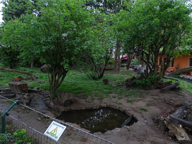 Raccoon / striped skunk enclosure