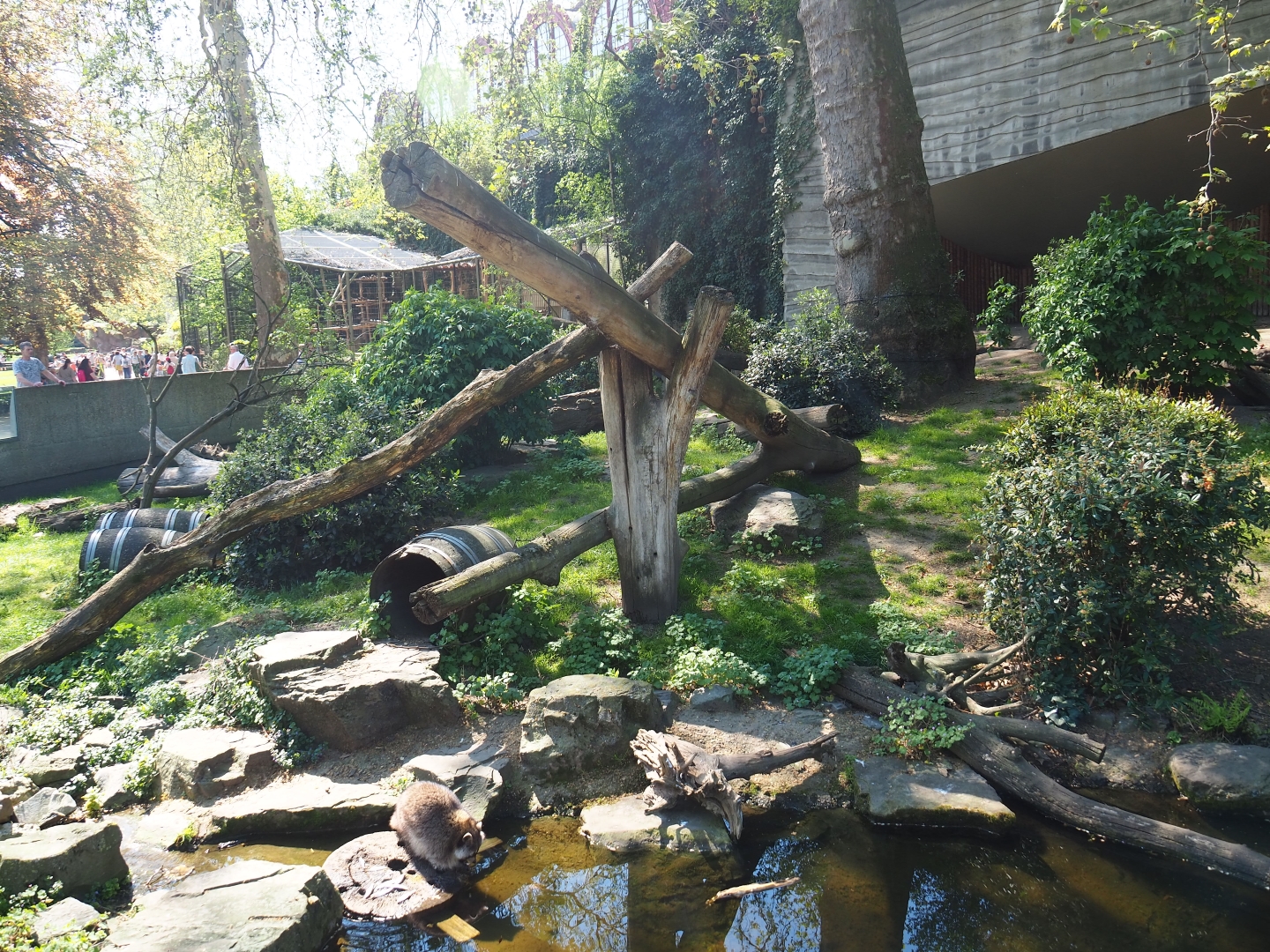 Raccoon - Striped skunk exhibit - Former location of the African lion terrace, 2019-04-20