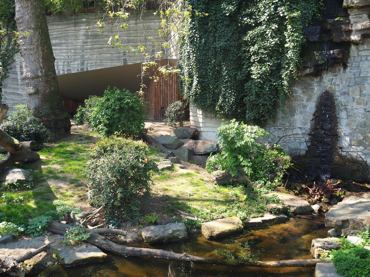Raccoon - Striped skunk exhibit - Former location of the African lion terrace, 2019-04-20