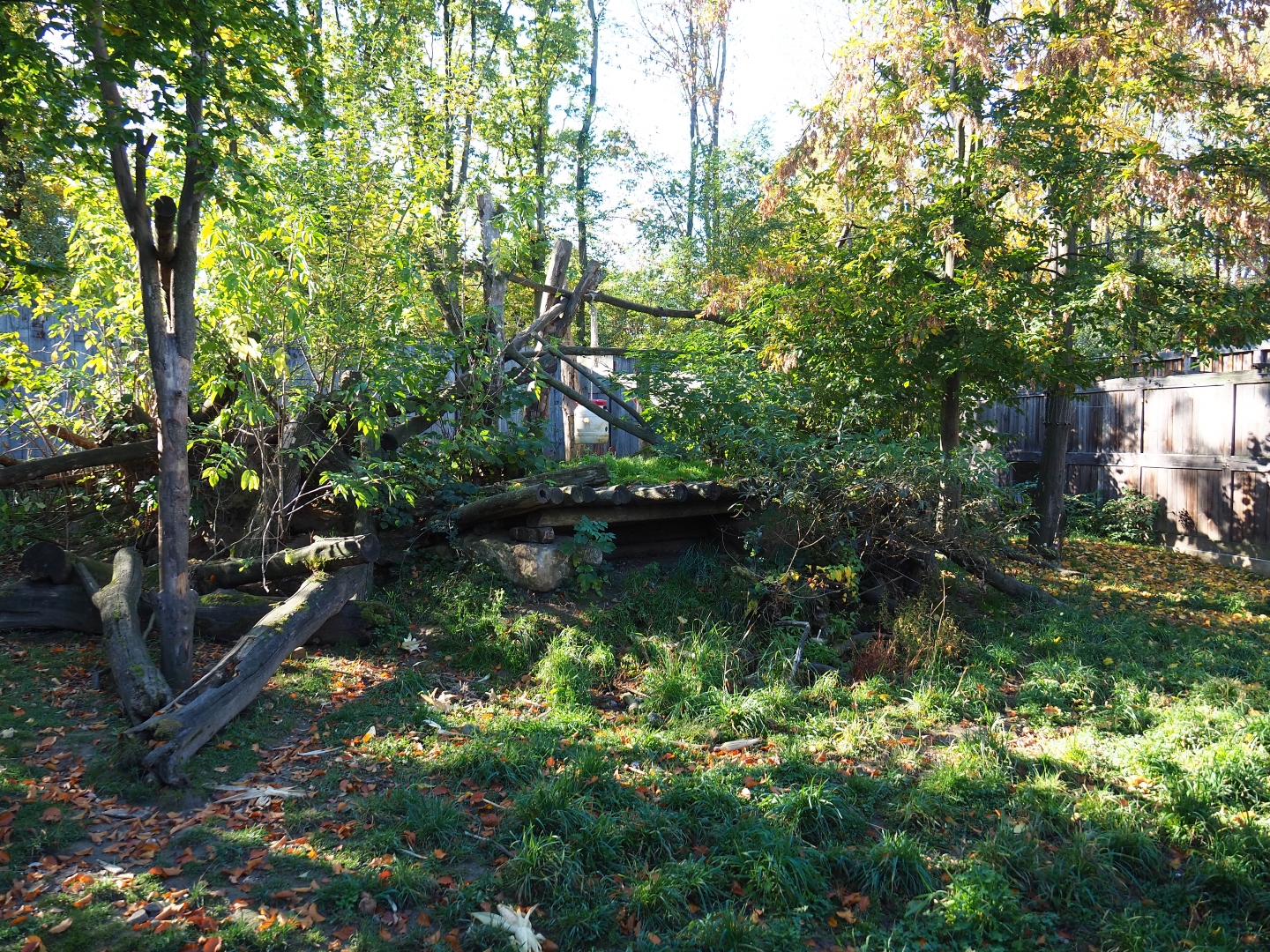 Raccoon - Striped skunk exhibit (Oct 13th, 2018)