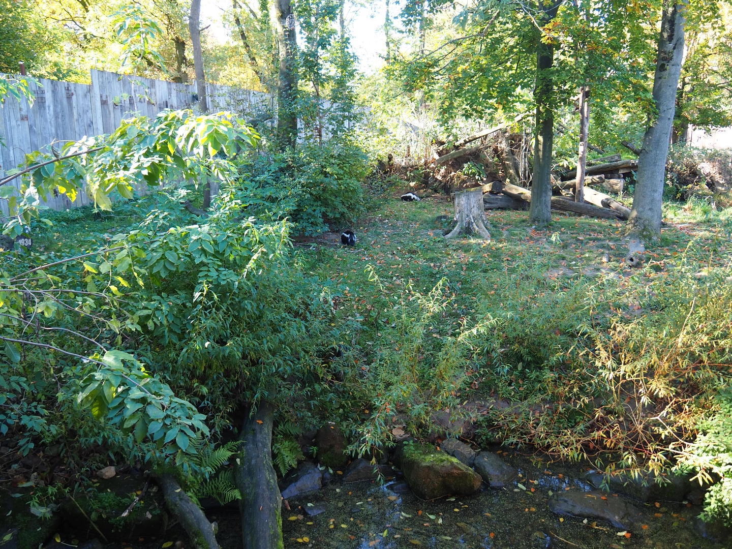Raccoon - Striped skunk exhibit (Oct 13th, 2018)