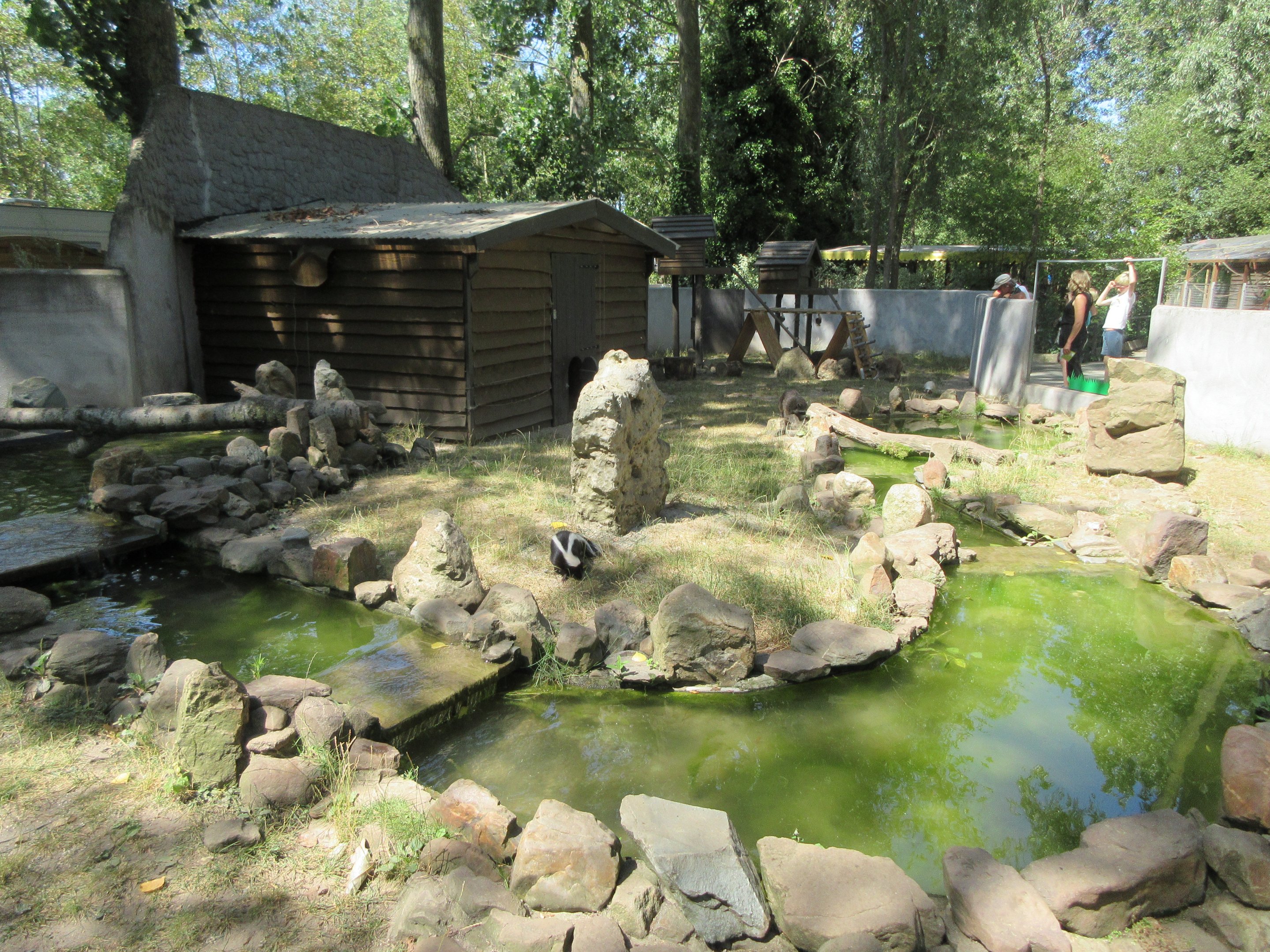 Raccoon/Striped Skunk Exhibit