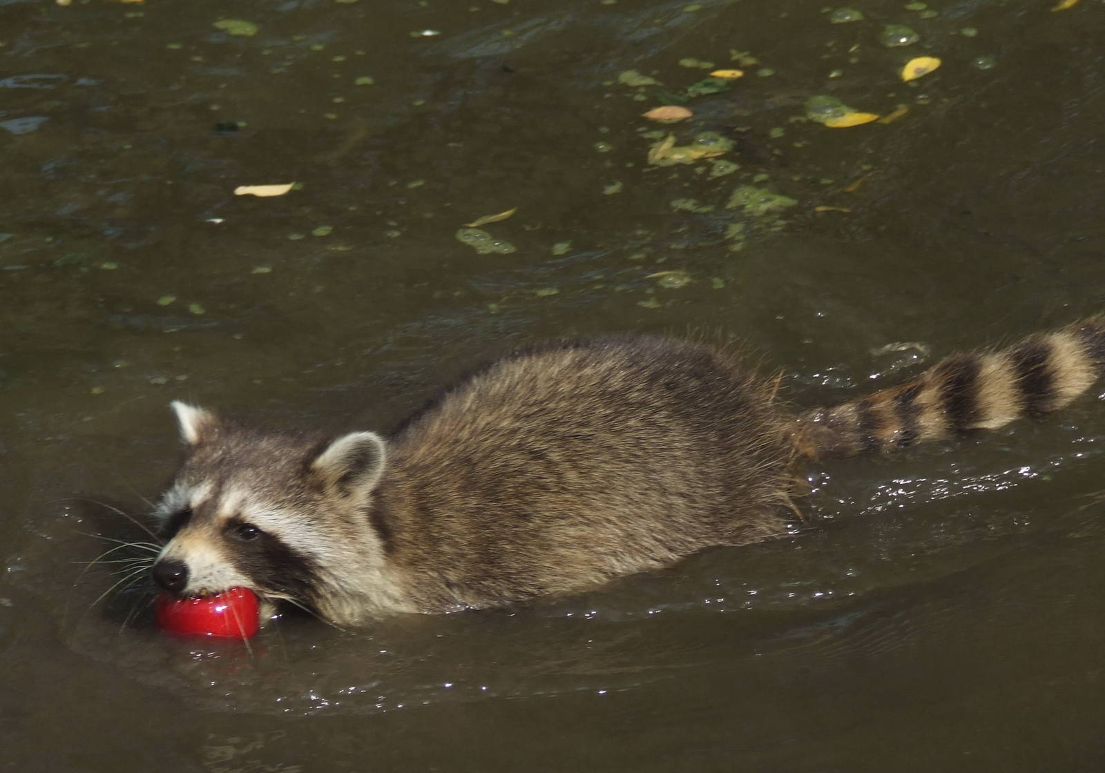 Raccoon swimming with apple