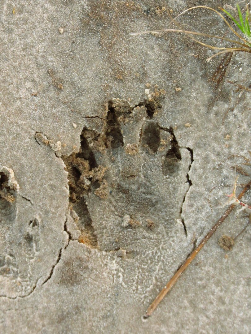 Raccoon Track Closeup