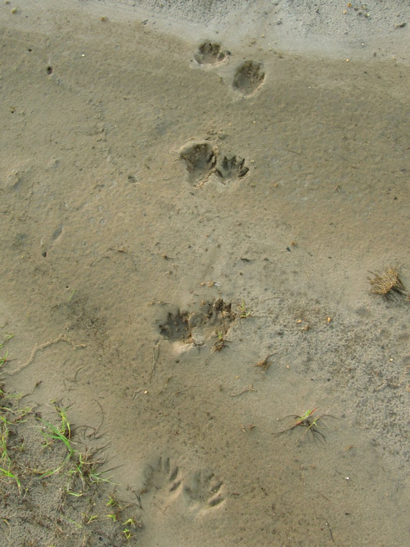 Raccoon Tracks
