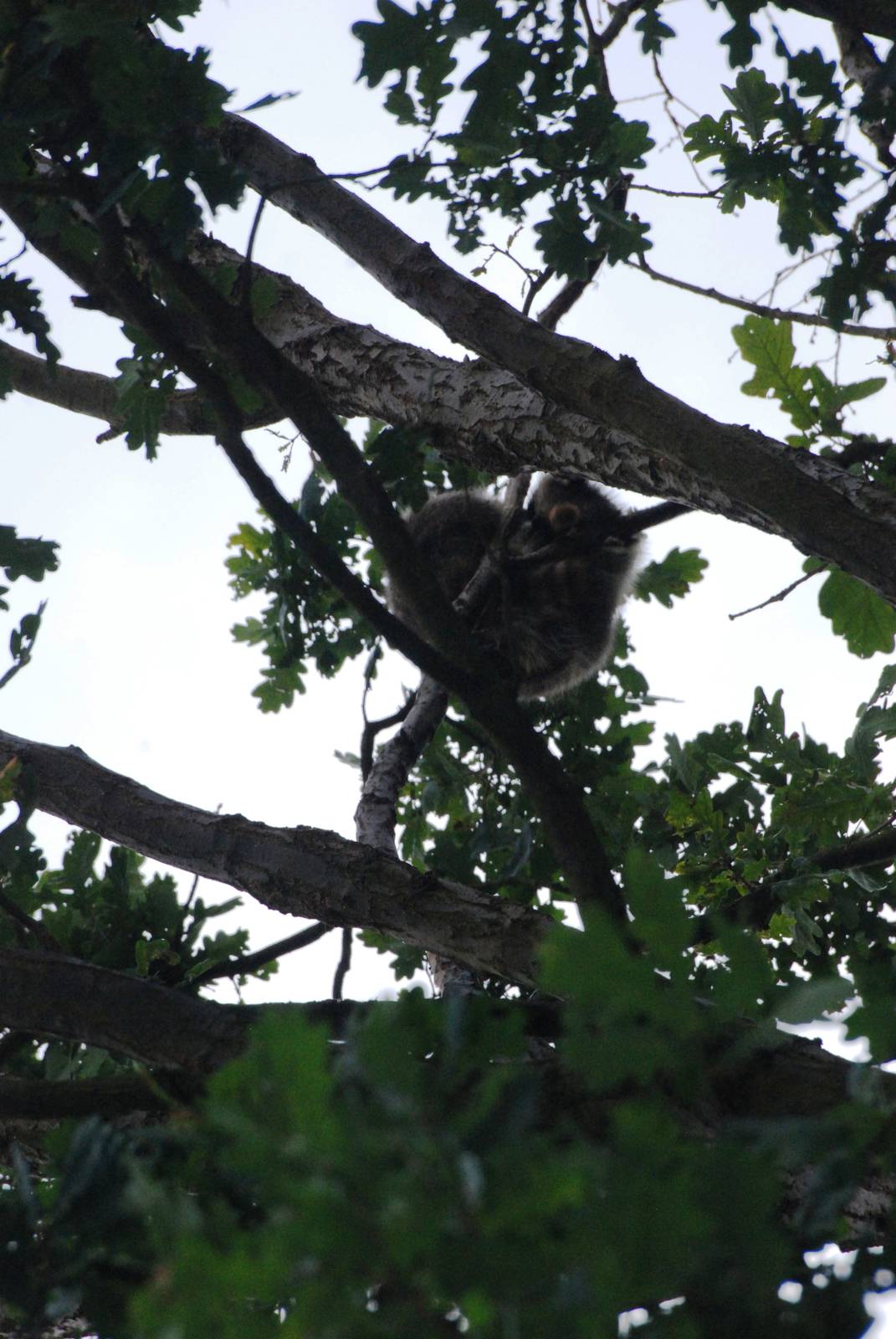 Raccoon Up a Tree at Decin, 28/08/12
