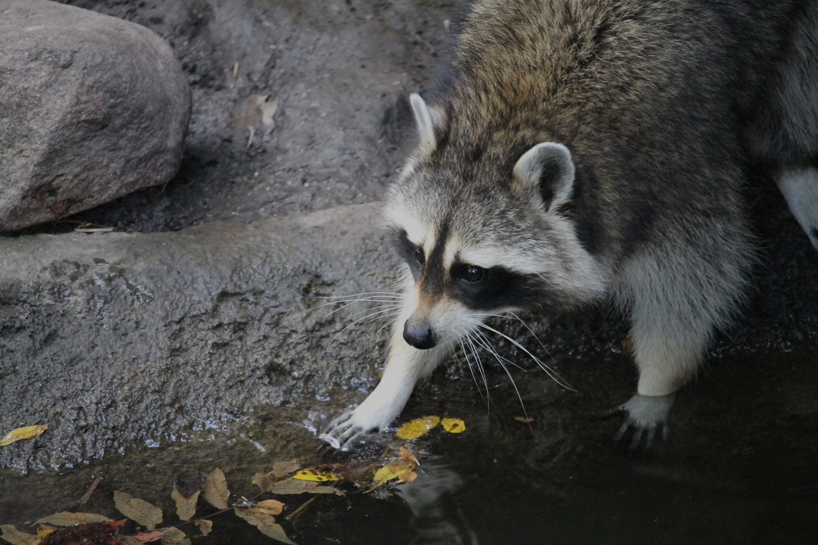Raccoon washing hands