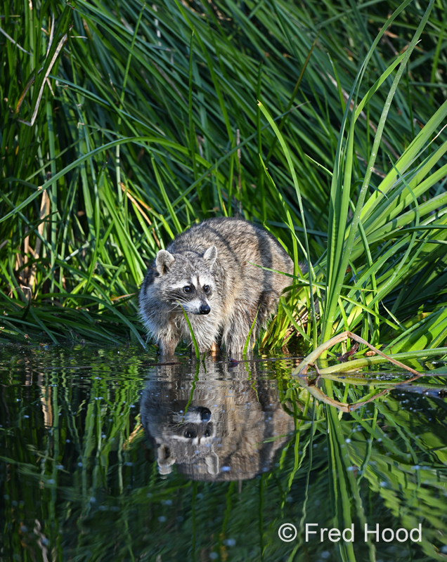 raccoon (wild)