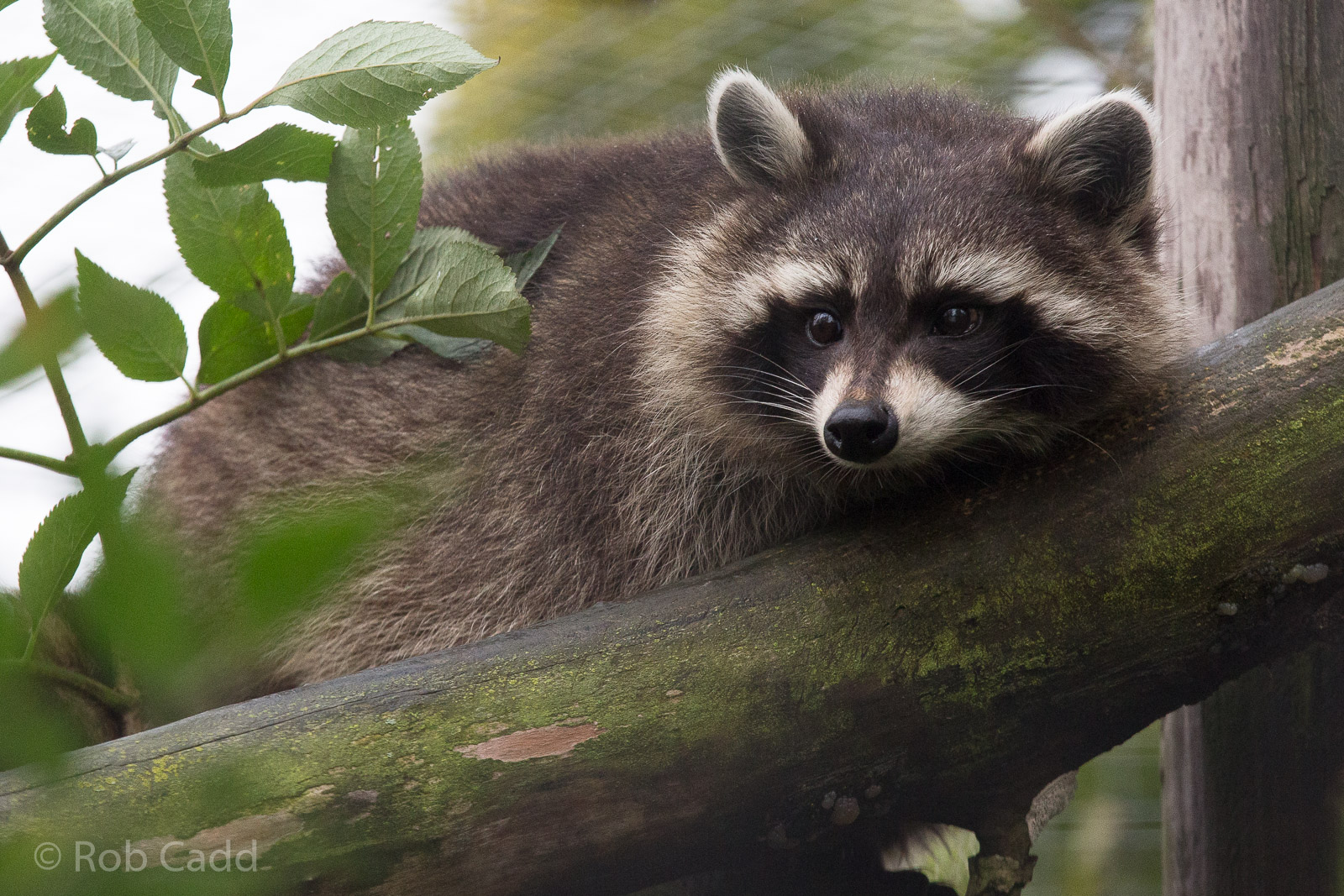 Raccoon : Wingham : 13 Oct 2014