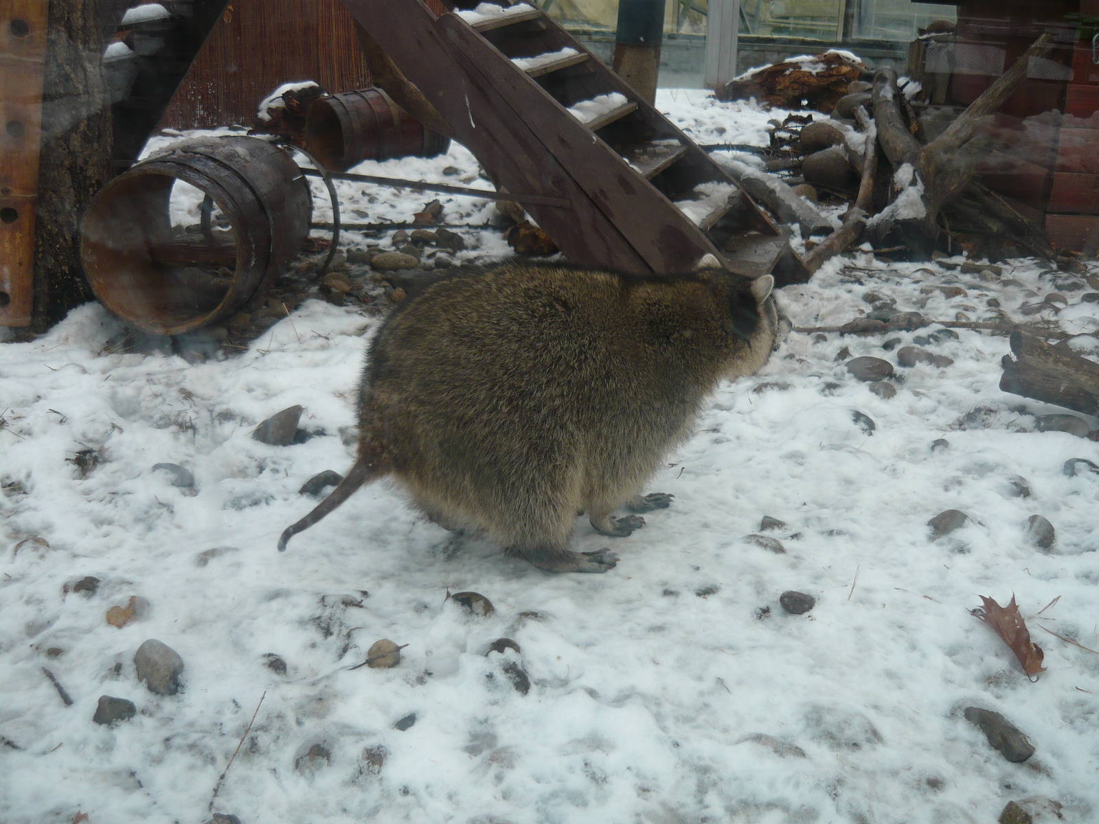 Raccoon with tail alopecia