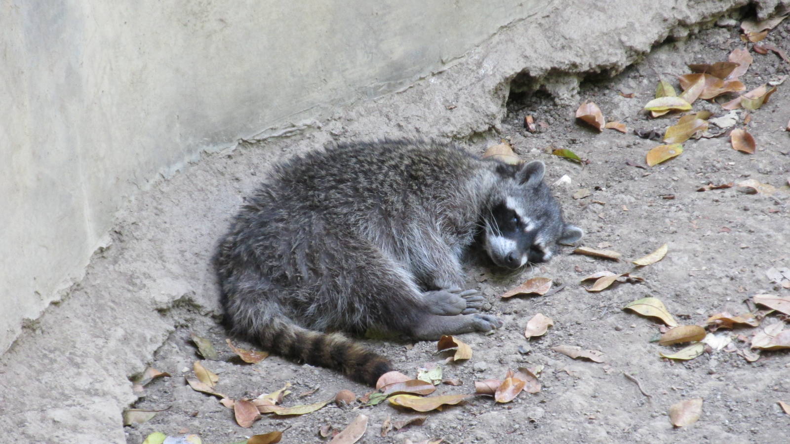 raccoon zoomat