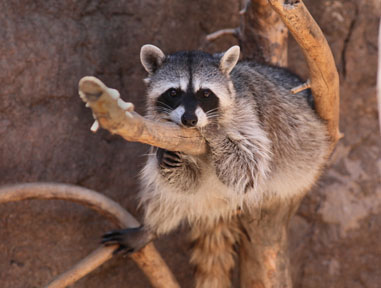 raccoon