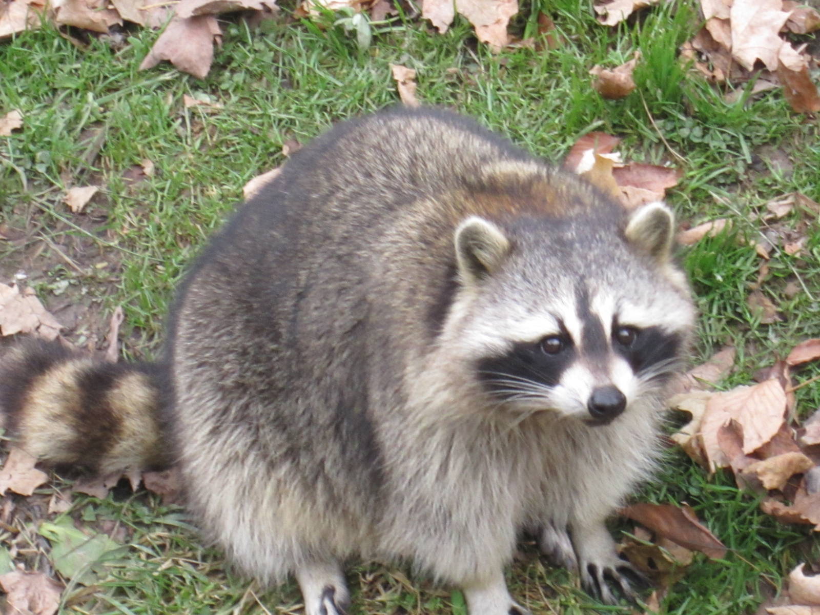 Raccoon