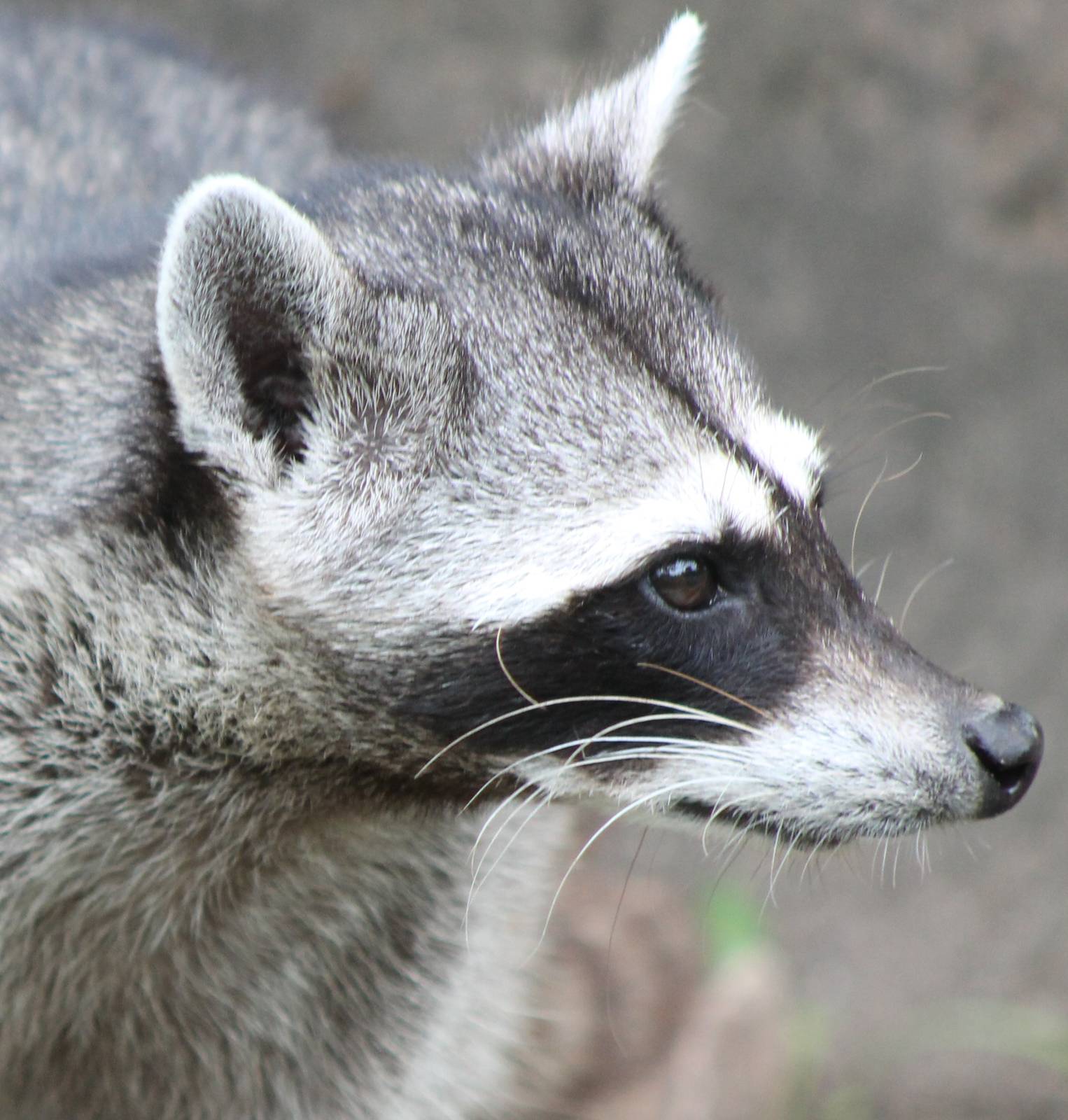 Raccoon