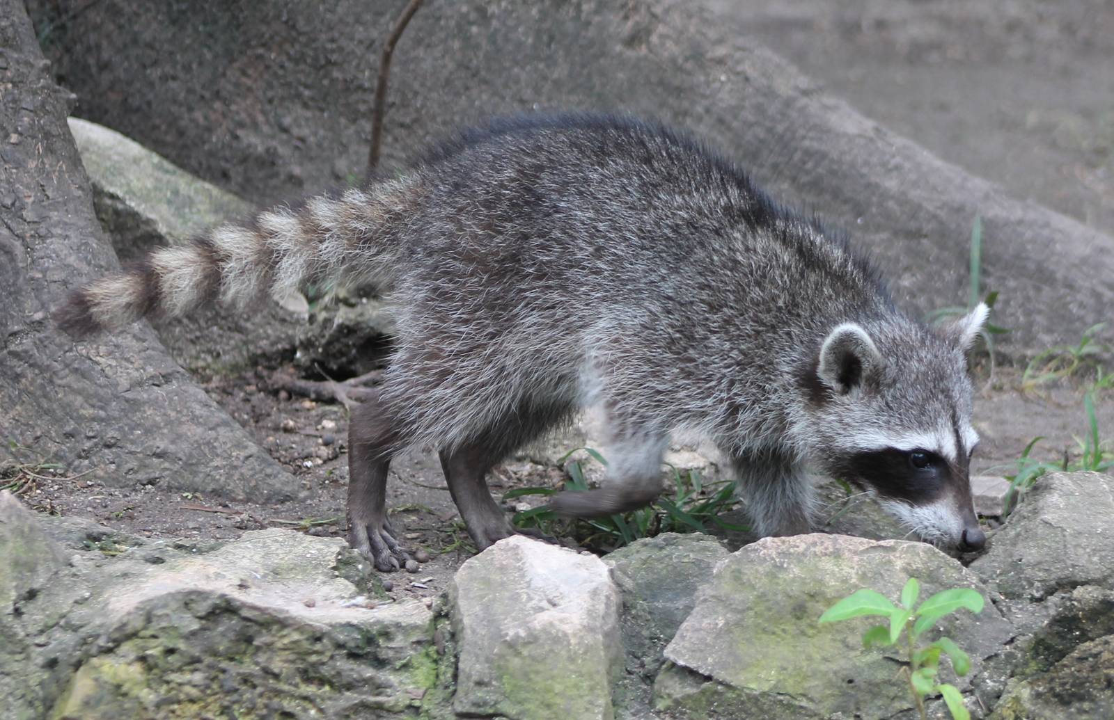 Raccoon