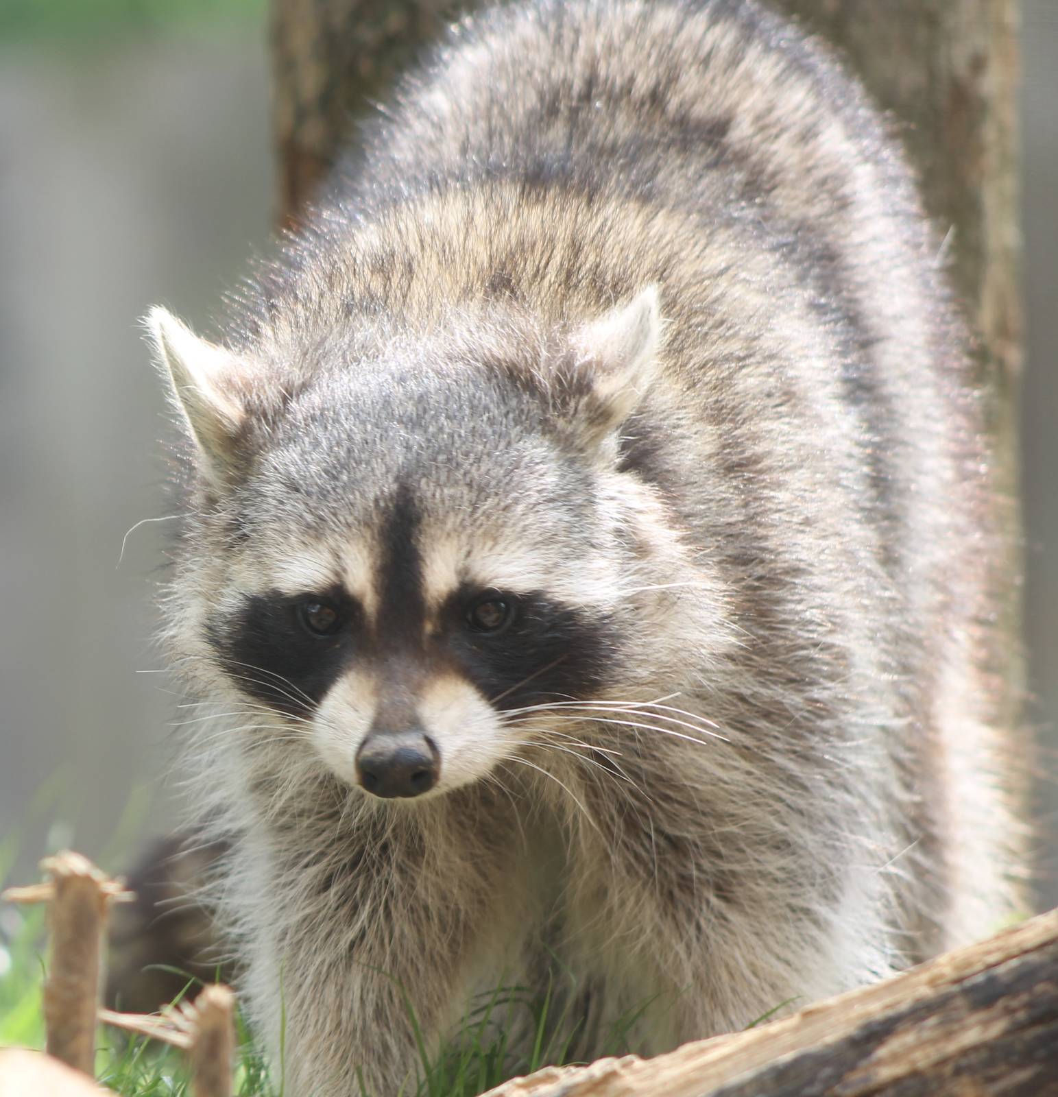 Raccoon