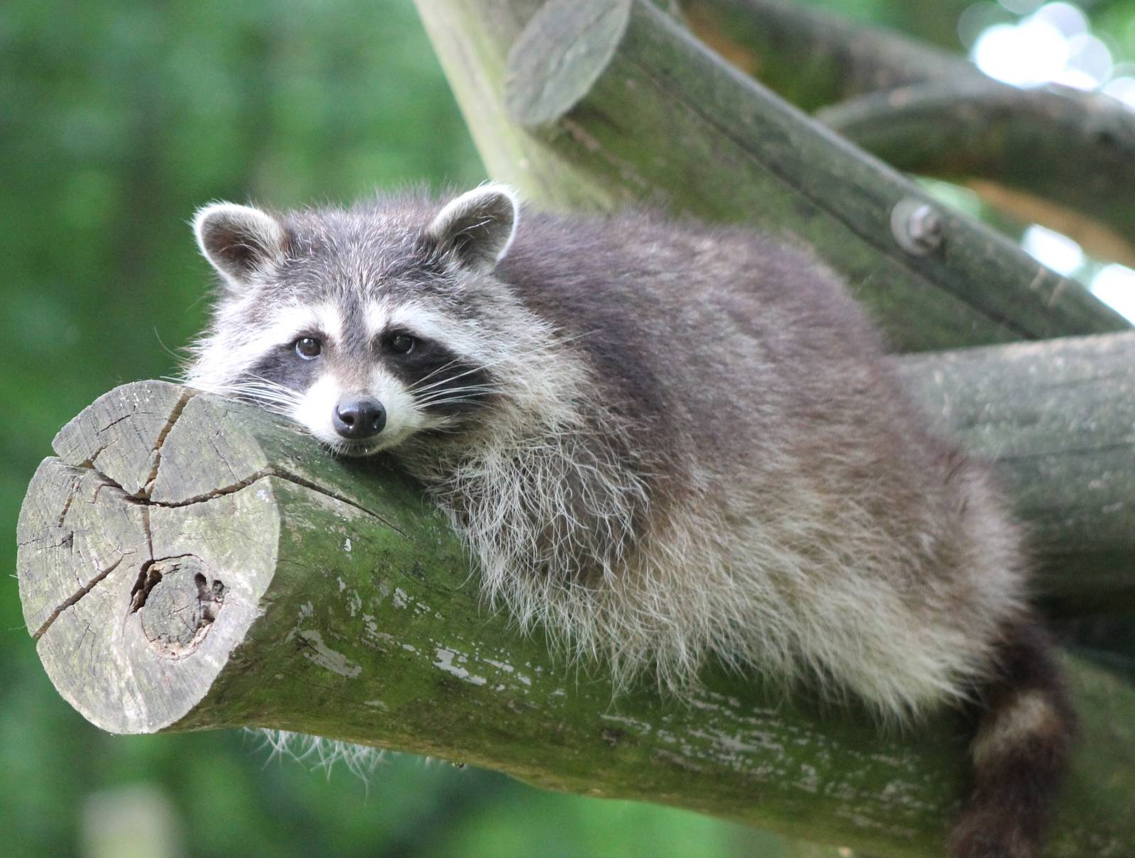 Raccoon