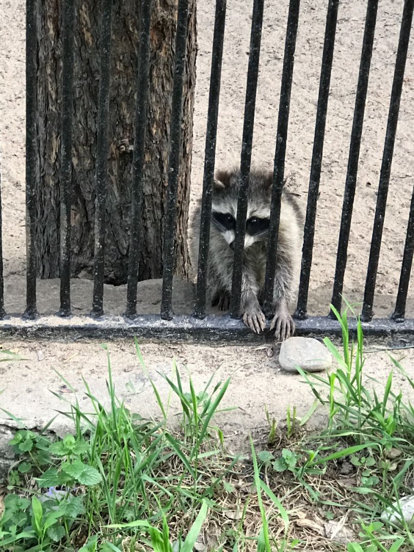 Raccoon