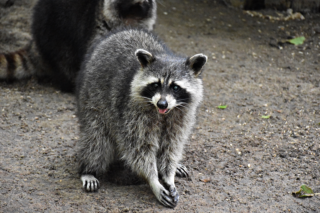Raccoon