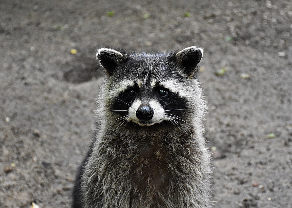 Raccoon
