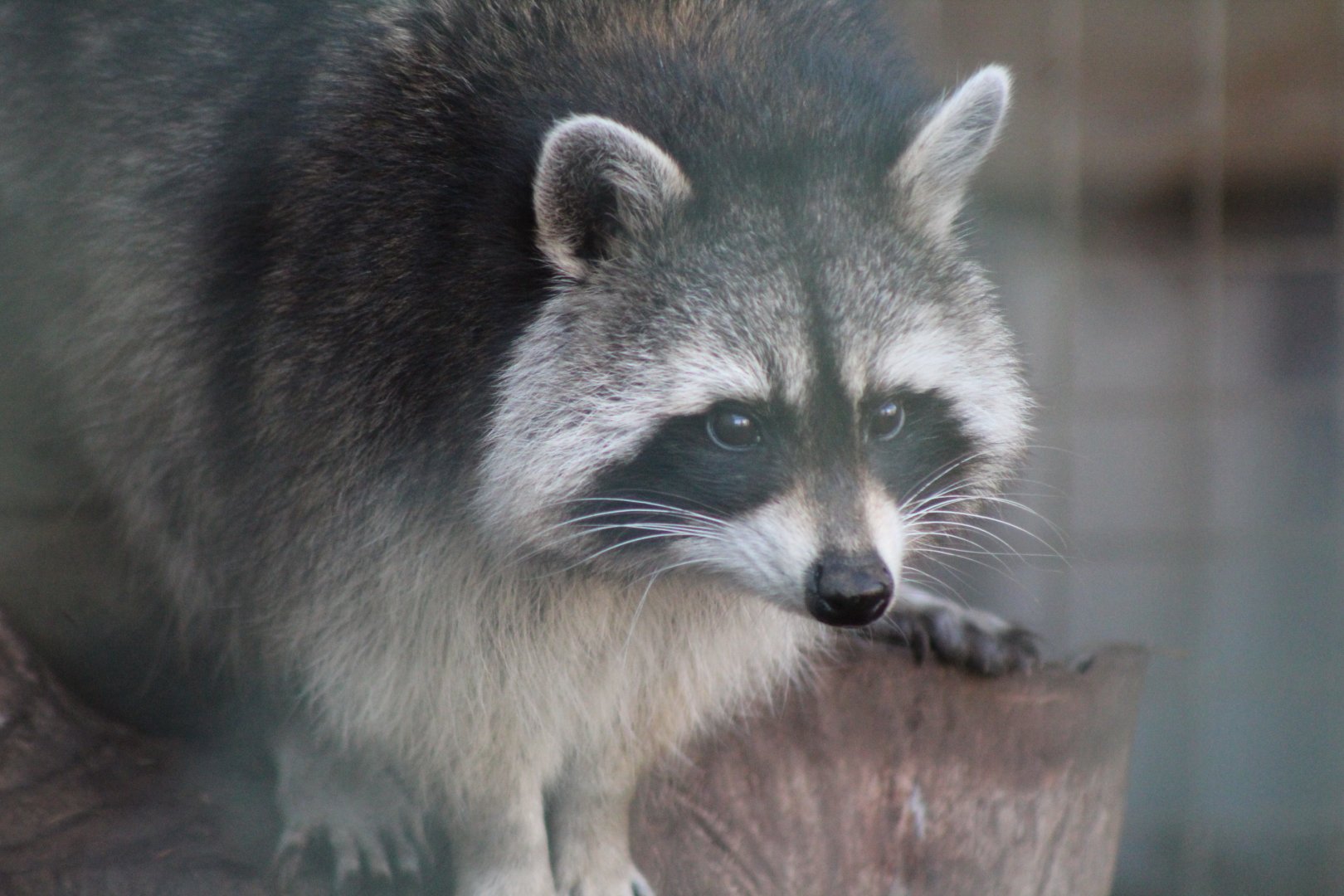 Raccoon