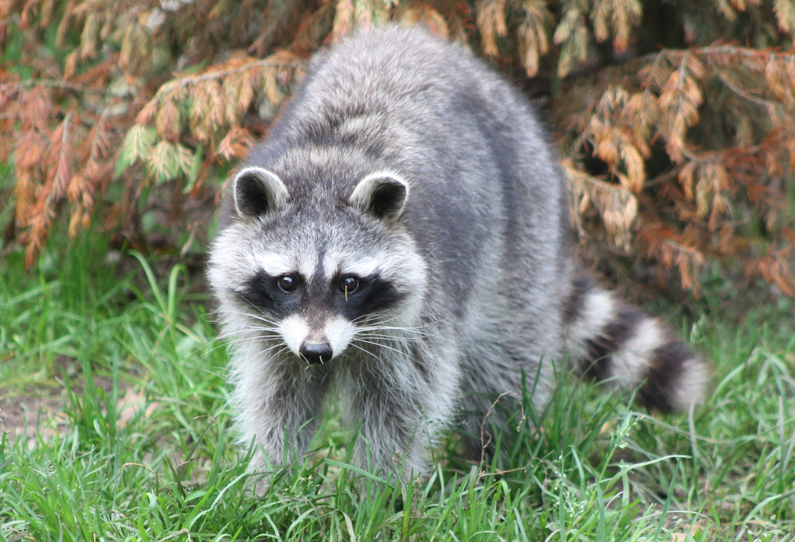 Raccoon