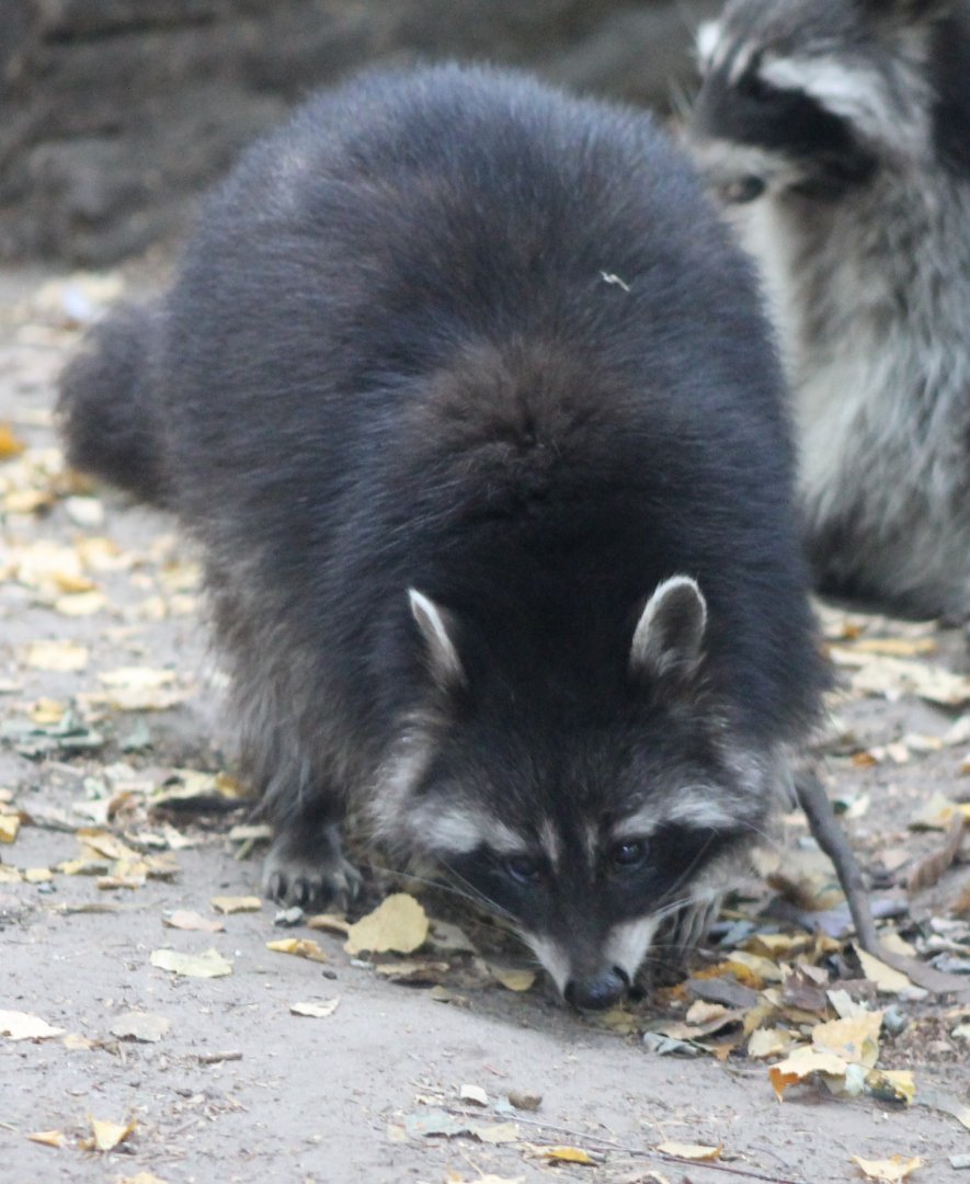 Raccoon