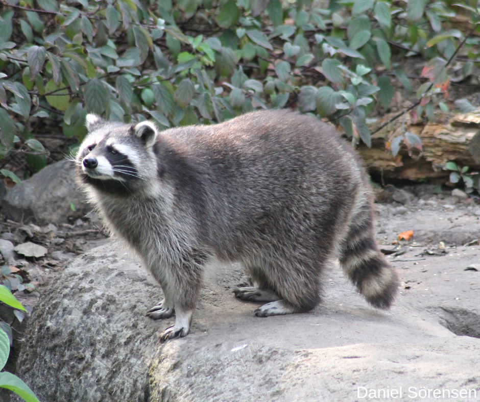 Raccoon