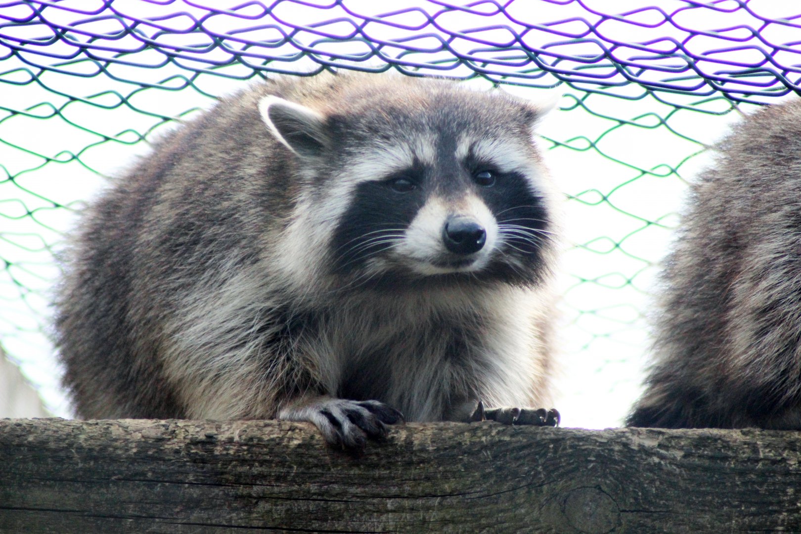 Raccoon
