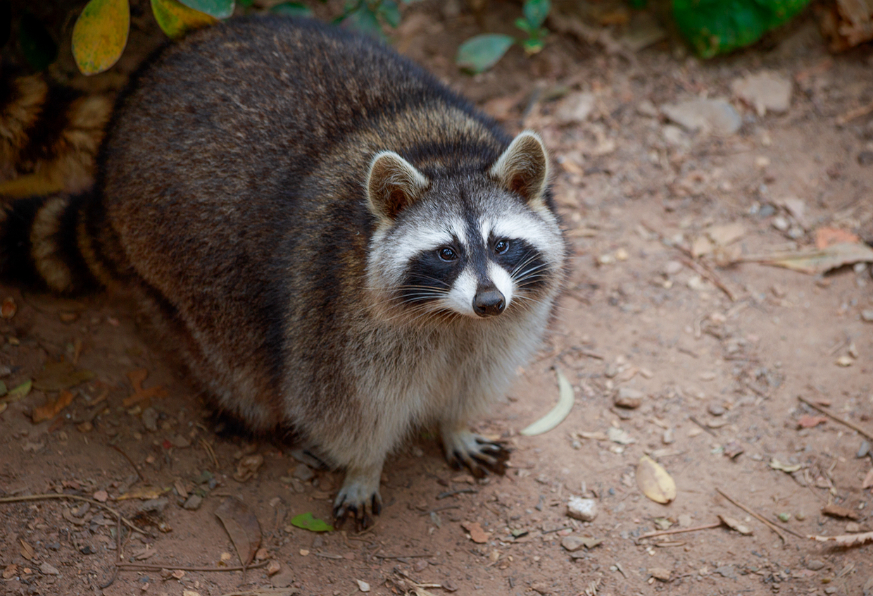 Raccoon