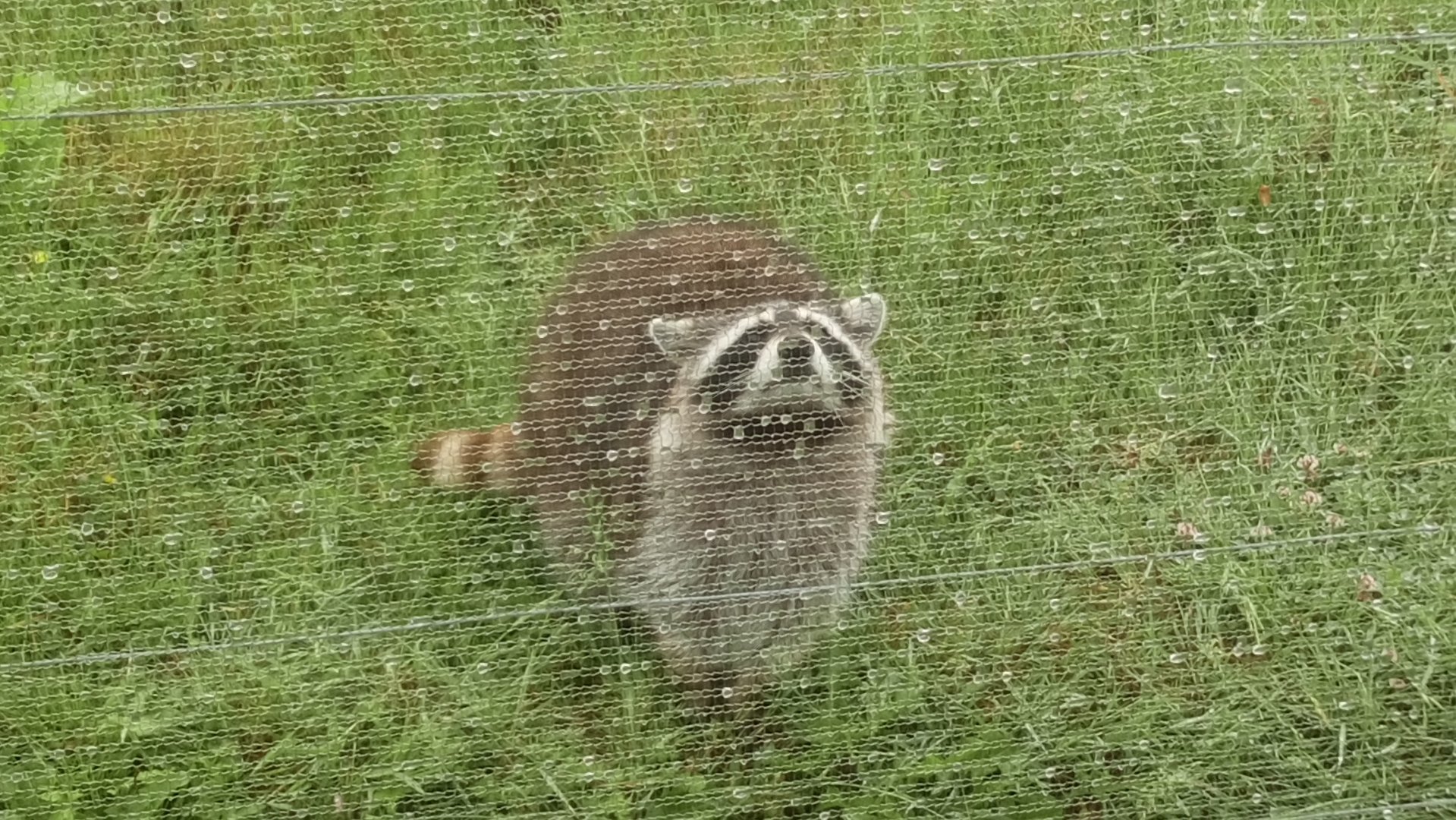 Raccoon