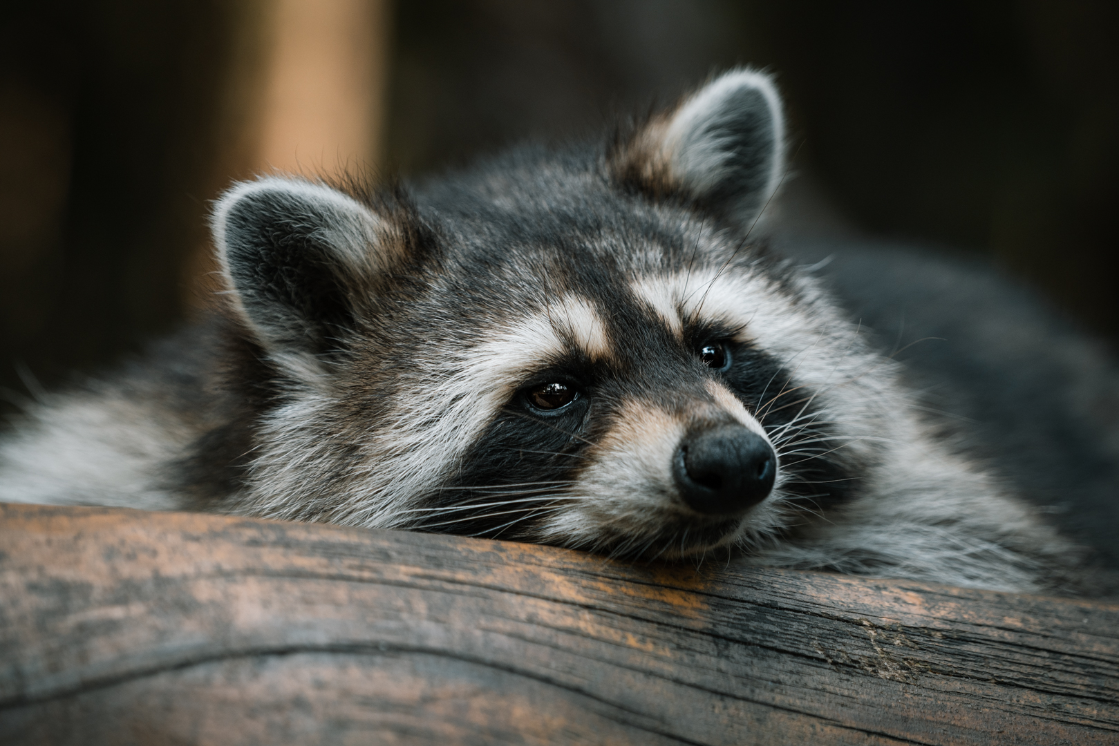 Raccoon