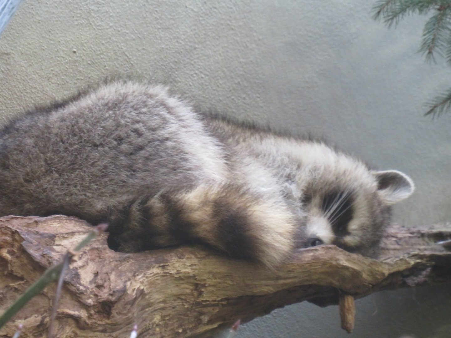 Raccoon