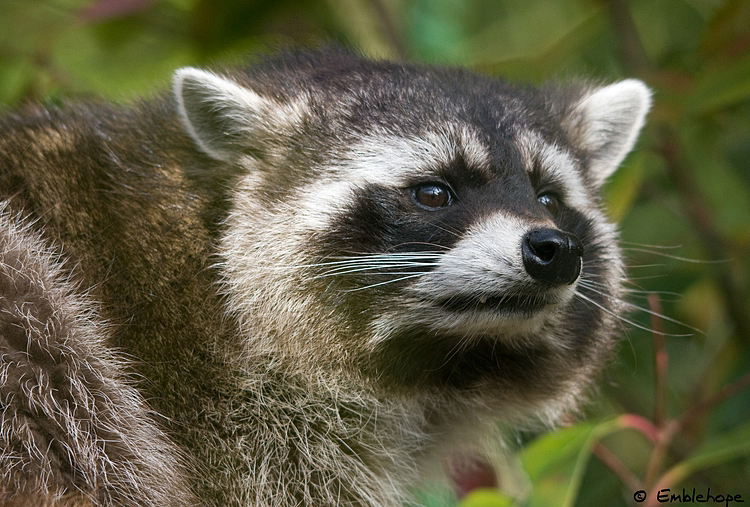 Raccoon.